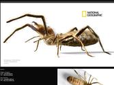 Création de visuels 3D pour le magazine National Geographic.