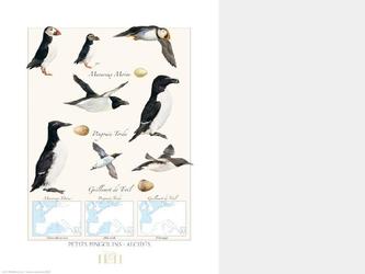 poster 24 x 30 cm sur le thme d oiseaux marins  vocation dcorative et instructive. Encyclopdique autrement dit.Mise en page et illustrations de l auteur.