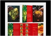 Création et réalisation d'une brochure triptyque + fiches pour la vente en gros de raisins secs