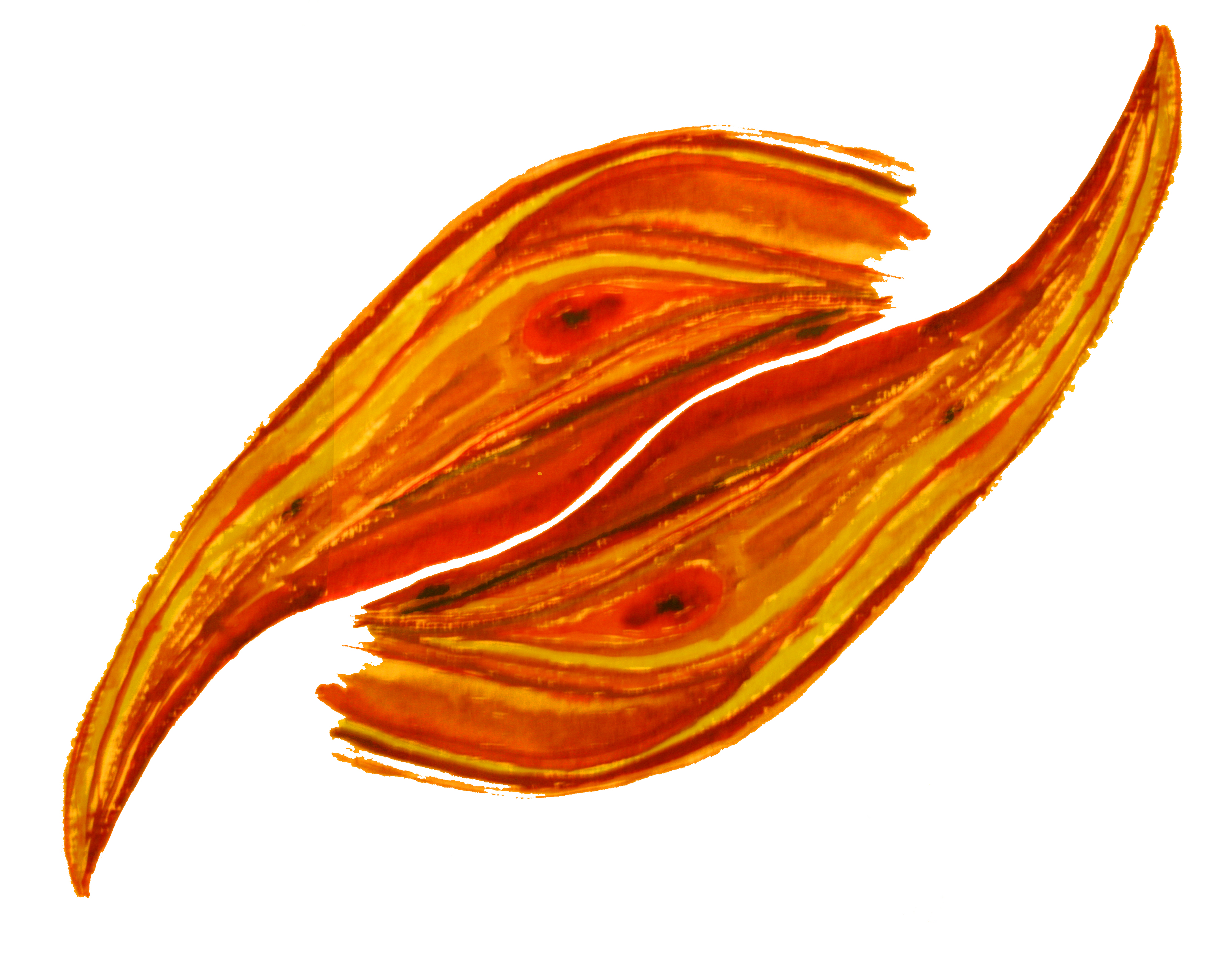 Adib Benabderrahmane